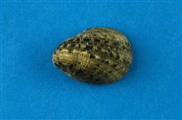 藏品(漁舟蜑螺)的圖片